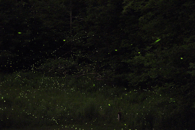 Catskills Fireflies by s58y on flickr