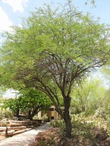 Mesquite Tree by Old Shoe Woman on Flickr