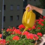 Geraniums, By Crest of Ilium