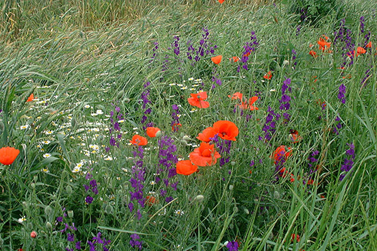 Sozopol_flowers